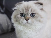 1 YAŞINDA SIFIR KULAK SCOTTISH FOLD KIZIMIZ