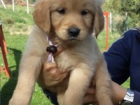 GOLDEN RETRİEVER YAVRULARI