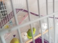 Jumbo muhabbet kuşu yavrular