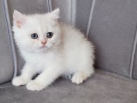 British shorthair prenses