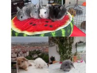 Cüce ve Lop Irkı Tavşan