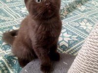 Chocolate point scottish fold