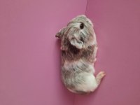 Safkan sheltie ginepig yavrular