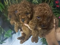 Kore poodle yavrular