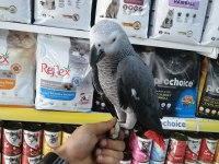 2 Yaşında Ele Alışkın Jako Papağanı