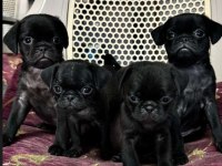 Eğitimli Yavru Pug