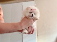 MİKRO CEP BOY DİŞİ POMERANİAN BOO