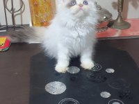 Safkan İran persian