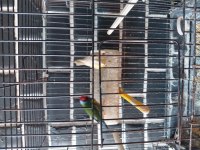 Goldian finch