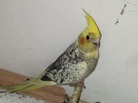 Sultan papağanı sağlıklı