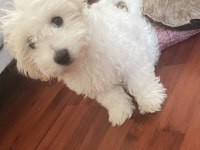 MALTİPOO 4 AYLIK EĞİTİMLİ