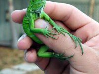 İNSANA ALIŞKIN YAVRU YEŞİL İGUANA