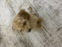 4 aylık dişi toy poodle yavrumuz