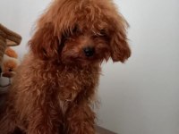 7 Aylık Maltipoo yeni ailesine arıyor
