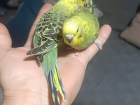 Yavrulu takımlar ve yeni yeme düşmüş yavru muhabbet kuşlar