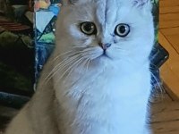 Kedimiz Sindirella (Cindy) Acil Sahibini Bekliyor