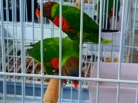 Lori Papağanı Dişili Erkekli