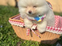 Pomeranian Boo Dişi Ve Erkek Yavrular