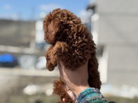 Ankaranın en seçkin toy poodle yavruları
