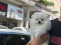 Pomeranian Boo Yavruları