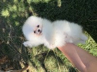 KUSUSRSUZ GÜZELLIK ÜST DÜZEY POMERANİAN BOO