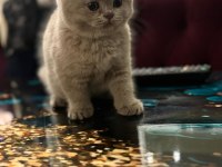 2 aylık scottish fold minikler