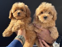 Ruhsatlı çiftlikde ziyarete açık kore maltipoo