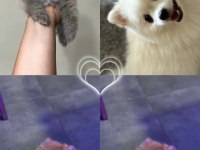 POMERANİAN KÖPEĞİ