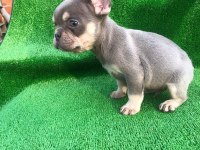 A kalite french bulldog erkek bebekler