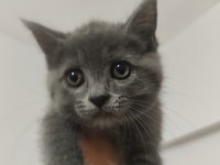 British Longhair Yavru Gri