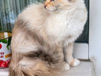 ÜCRETSİZ RAGDOLL KEDİMİZ