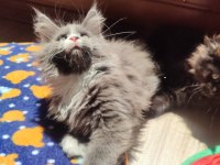 Tüm aşı ve belgeleri eksiksiz şecereli safkan maine coon