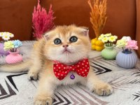 Ny12 Golden safkan kedilerimiz