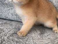 Golden British Shorthair Güzellikler Teslime Hazır