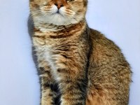 Scottish fold 8 Aylık Erkek