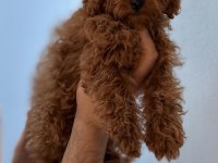 Safkan kore teacup toy poodle