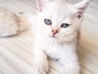 British shorthair kardeşler manisa