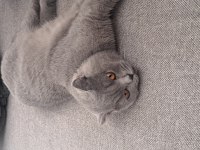 Scottish Fold Kedimizi Sahiplendiriyoruz