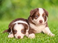 Mavi Gözlü Çikolata Beyaz Border Collie Yavrular