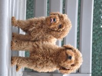 Dişi Red Brown Toy Poodle
