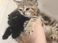 British shorthair tabby cinsi safkan