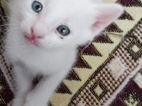 Acil Sahiplendirilmeli 2 Aylık Yavru Van Kedisi