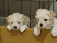 2 aylık safkan Maltese Terrier