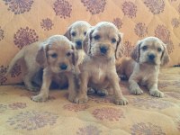 A Klass English Cocker Yavruları