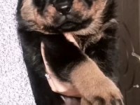 A KALİTE ROTTWEİLER YAVRUSU