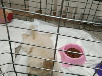 3,5 aylık terrier hayırlı olsun