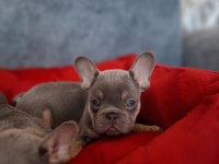ÜST KALİTE LİLACTAN FRENCH BULLDOG BEBEKLER
