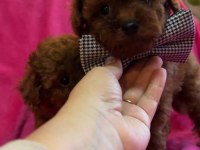Teacup kore poodle yavruları