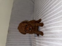 DİŞİ KORE POODLE YAVRU