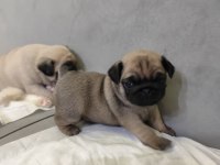 KALİTELİ PUG MOPS YAVRULAR